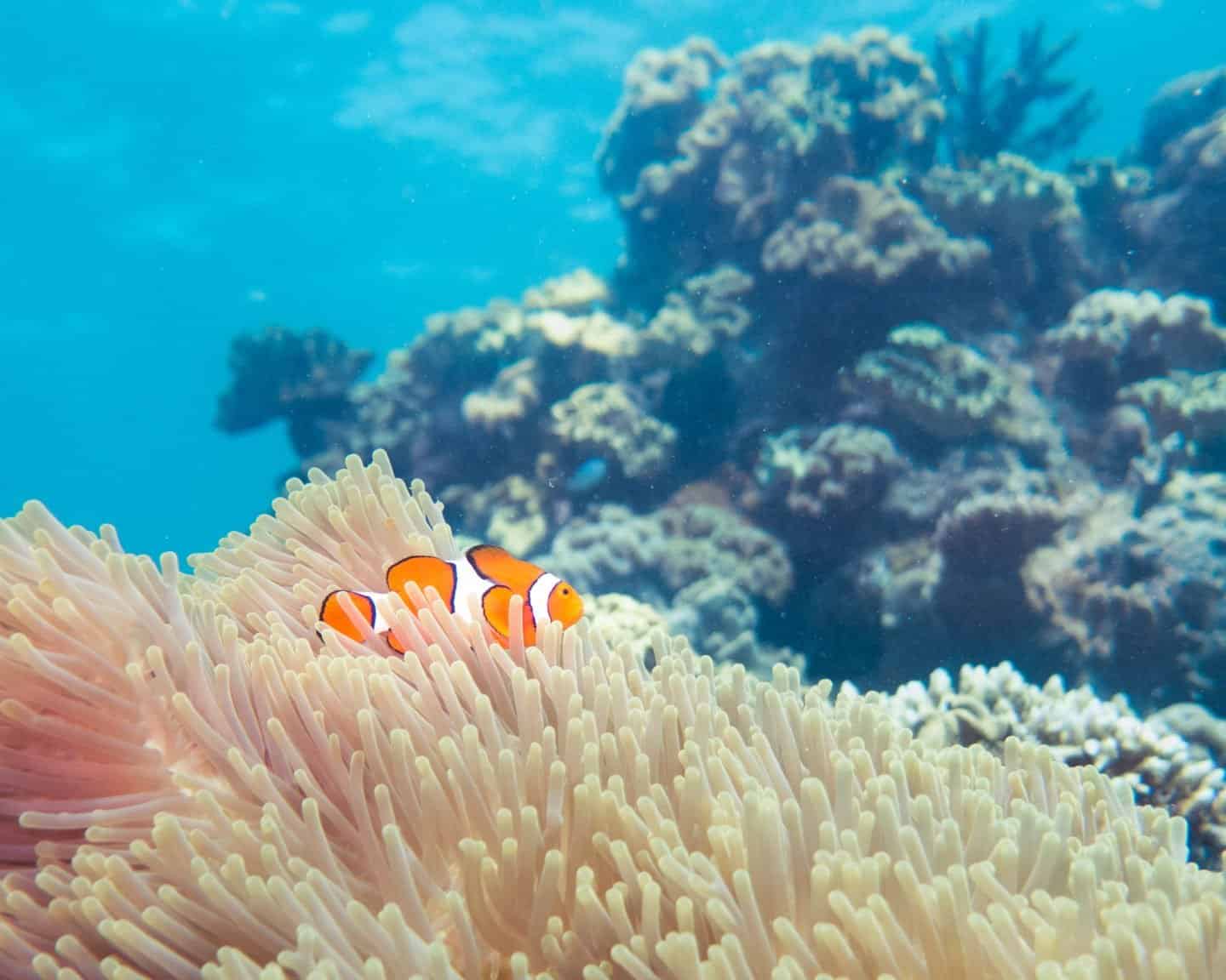 An orange clown fish in an anemone on the Great Barrier Reef