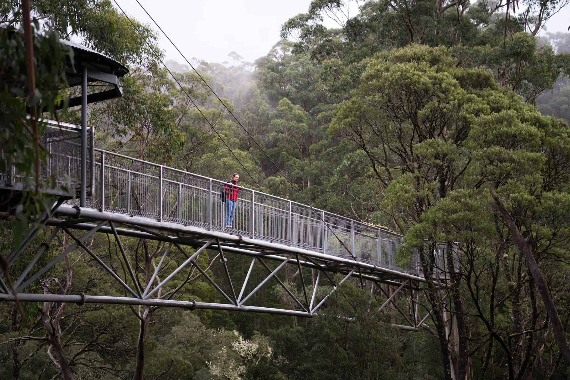 Girl looking over the rainforest from the walkway at Otway Treetop Adventure