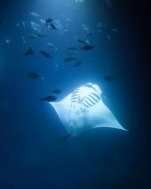 A majestic, spirit-like manta ray swims into the light during the nightly manta dive at the Sheraton Kona.