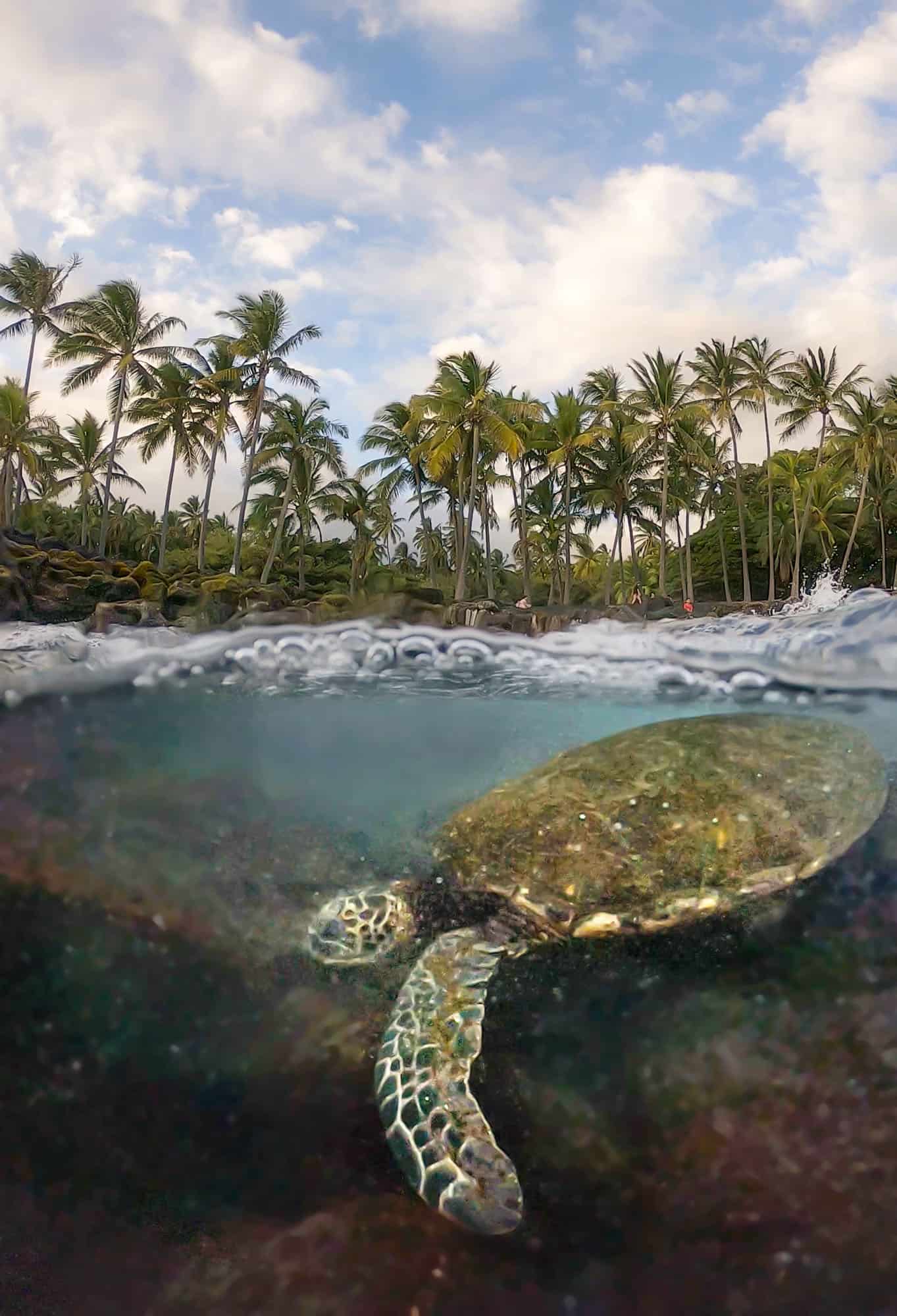 A green sea turtle swims along the black sand beach of Big Island.