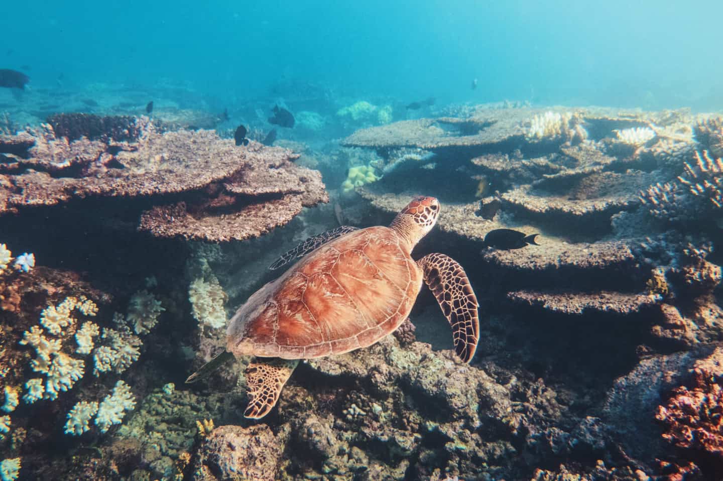 A turtle swimming over coral seen while diving on the Great Barrier Reef Cairns