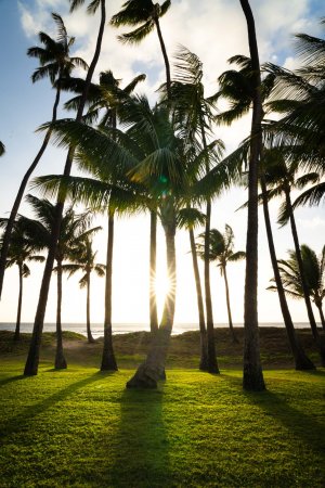 An Instagram worthy photo of palm trees on Maui.