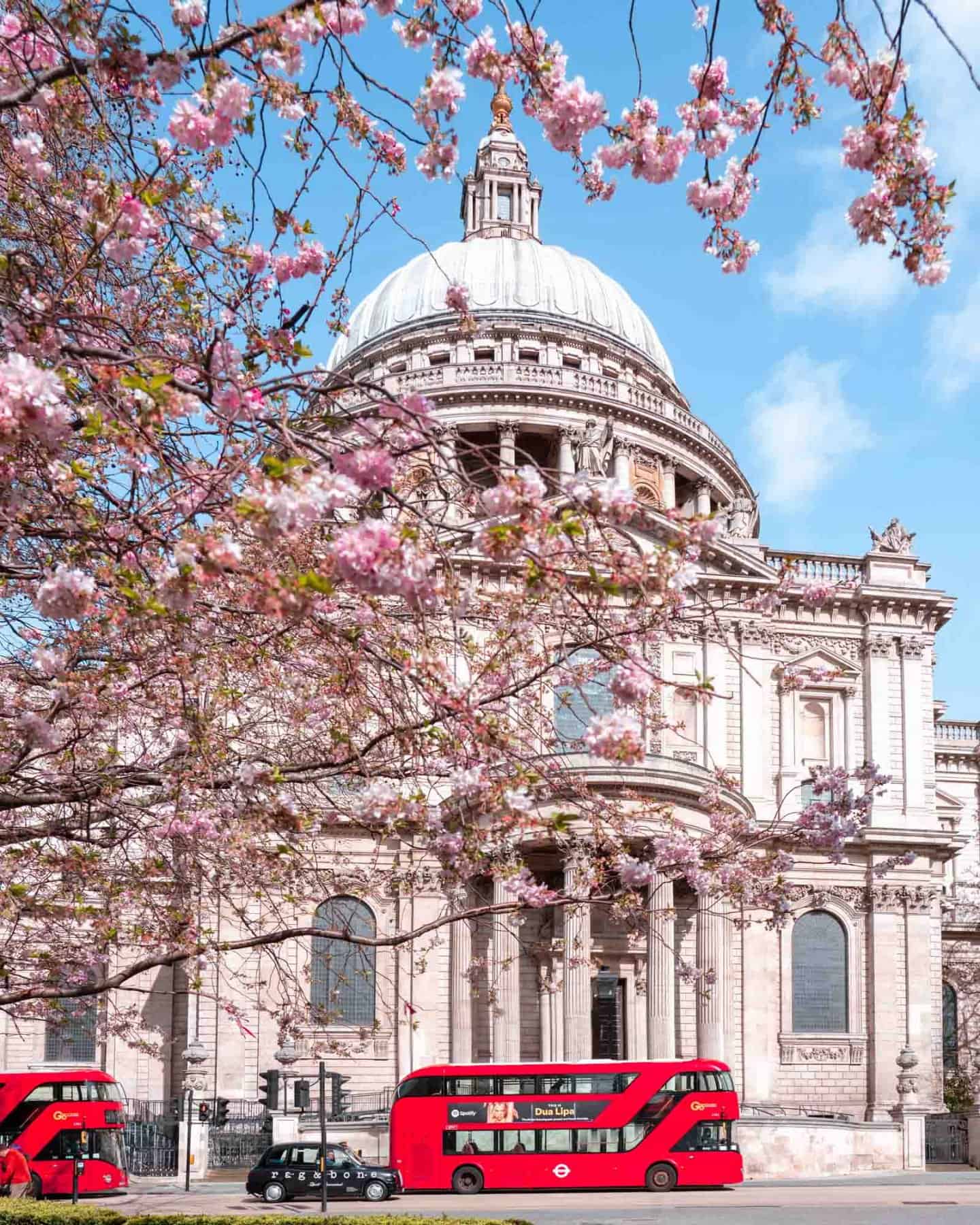 Cherry blossoms frame St Pauls with iconic London red buses and a black taxi in front