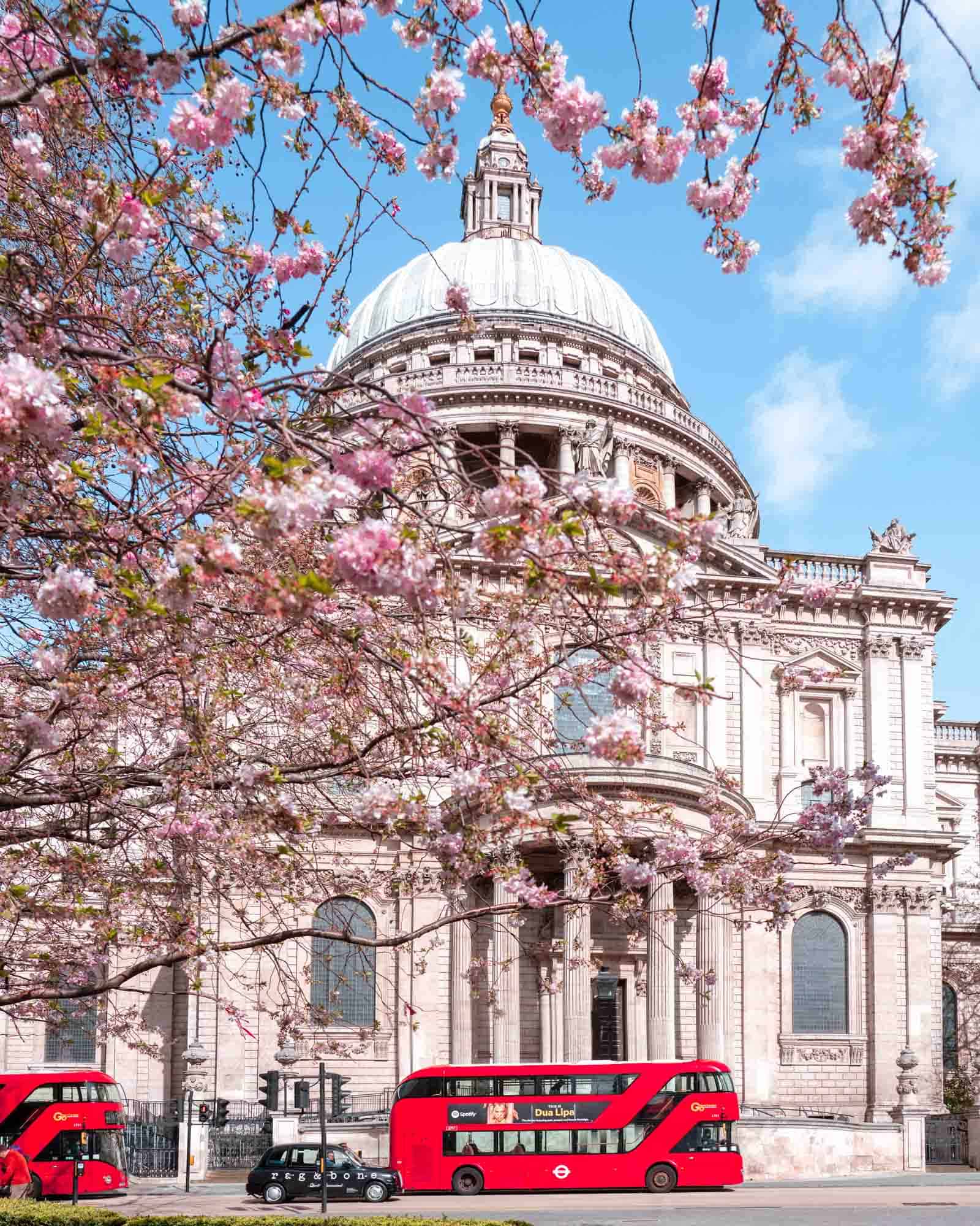 Cherry blossoms frame St Pauls with iconic London red buses and a black taxi in front