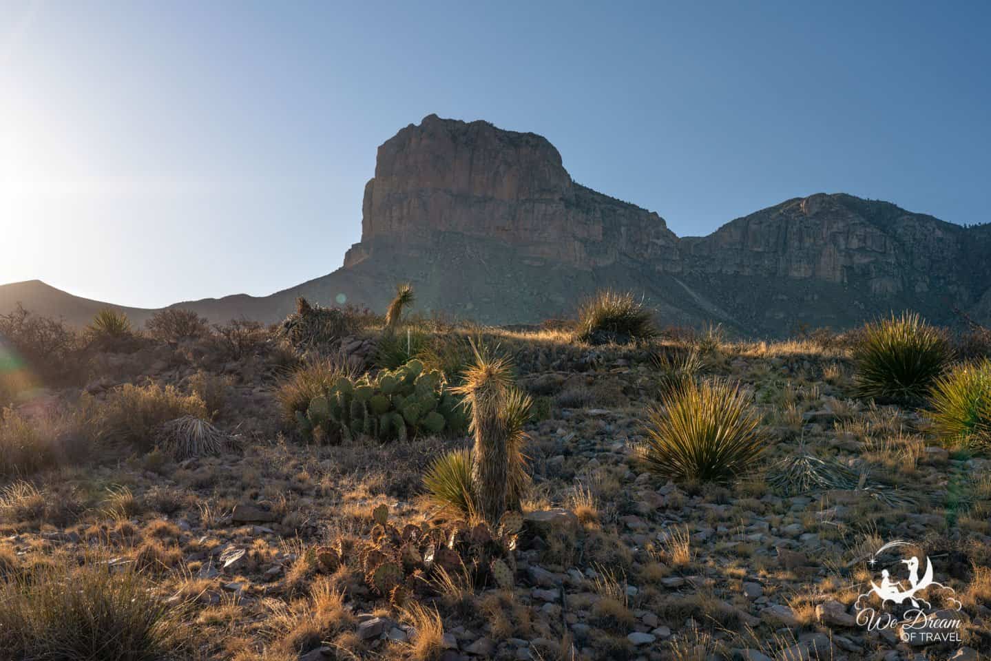 Golden light on a variety of desert cacti taken from El Capitan Trail in Guadalupe Mountains NP.