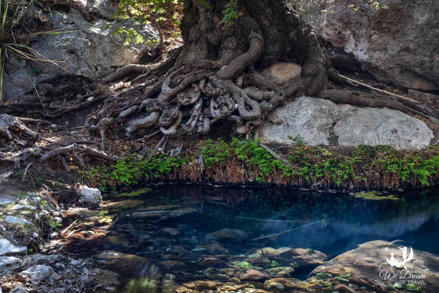 The Smith Spring offers a desert oasis in the Guadalupe Mountains.