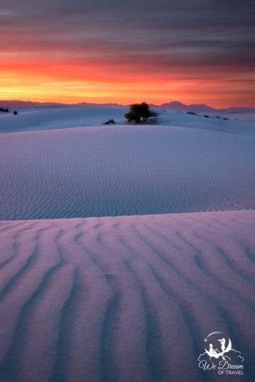 One more White Sands sunset photo of my favorite tree, with natural leading lines directing the visual journey.