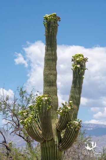 The best time to visit Saguaro NP is in mid-May when the cacti are in bloom!