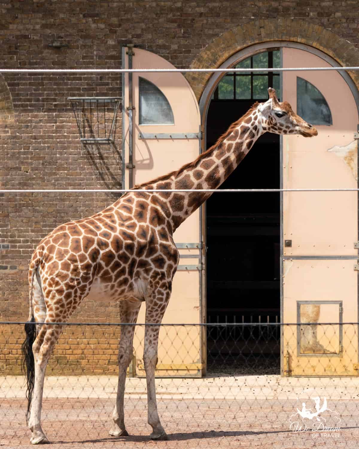 A giraffe at ZSL London Zoo in Regent's Park.