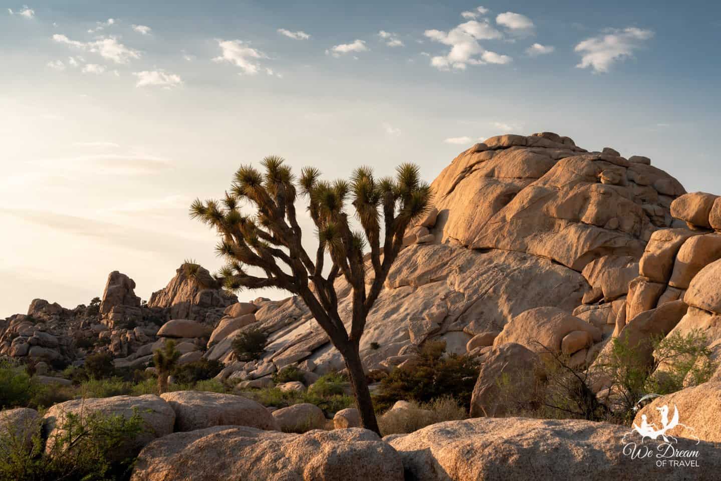 Golden hour photography from Joshua Tree National Park.