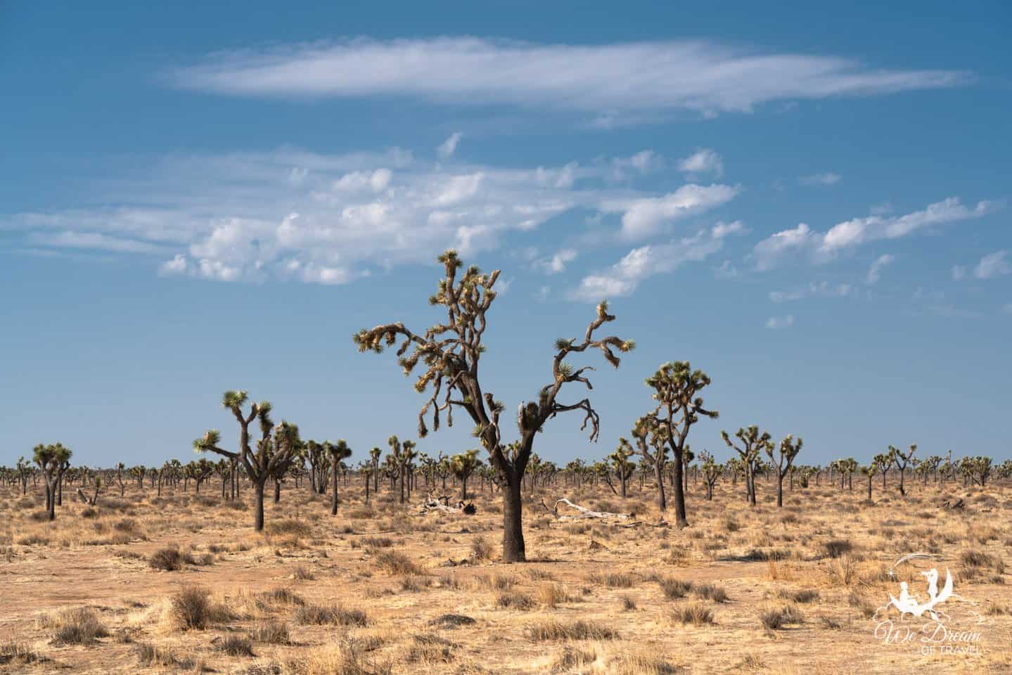 Attempting to capture the essence of Joshua Tree in a picture.