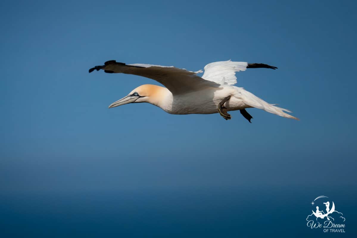 A gannet in flight over Bempton Cliffs in Yorkshire