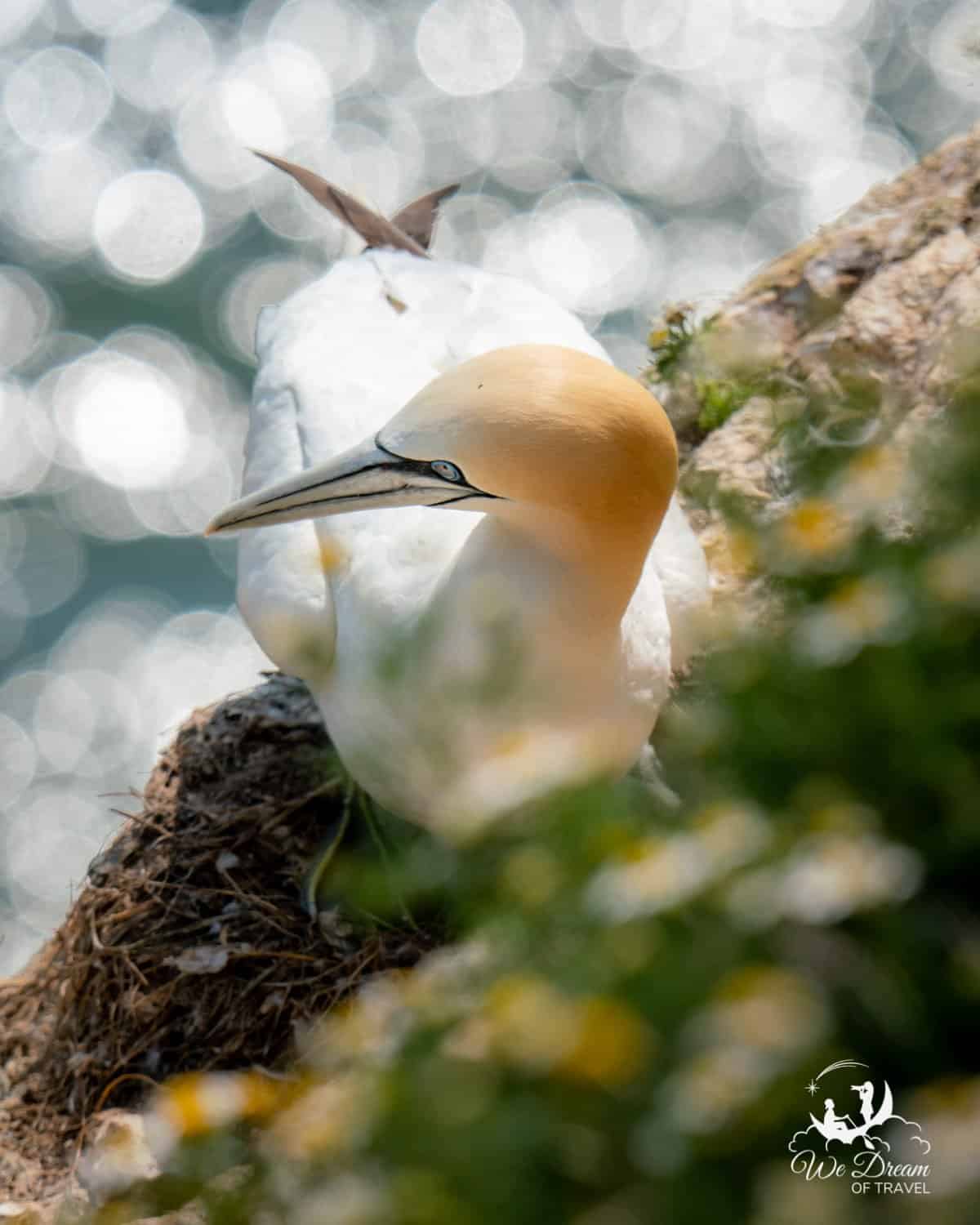 A gannet nested on the cliff at RSPB Bempton Cliffs in Yorkshire
