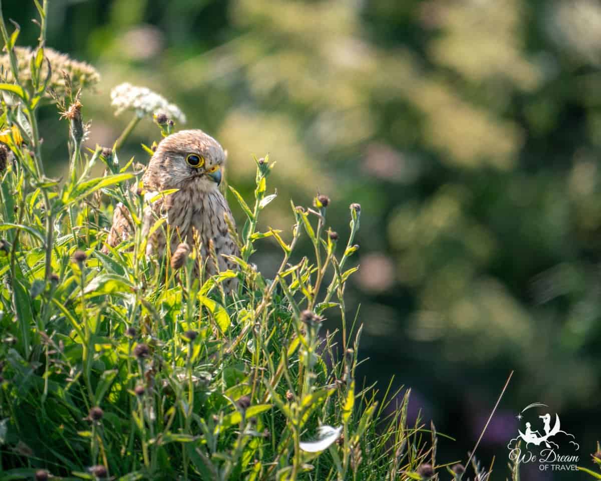 A young kestrel in long grass at RSPB Bempton Cliffs
