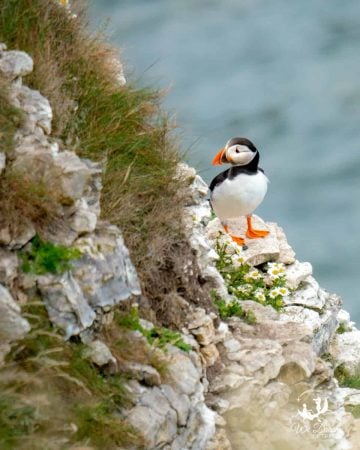 An Atlantic puffin in Yorkshire on a cliff ledge at North Landing Flamborough Head