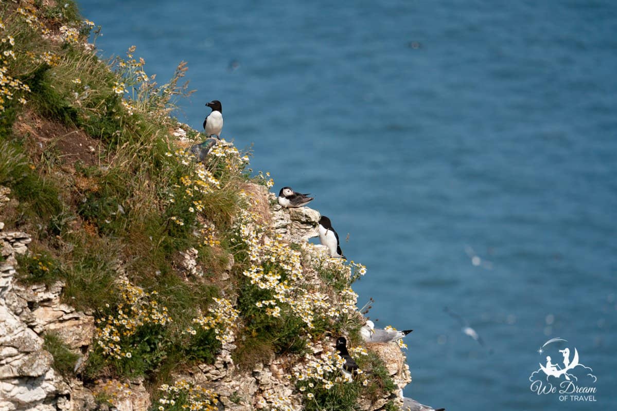 Puffins and other seabirds on a cliff at Bempton Yorkshire photographed at a focal length of 400mm