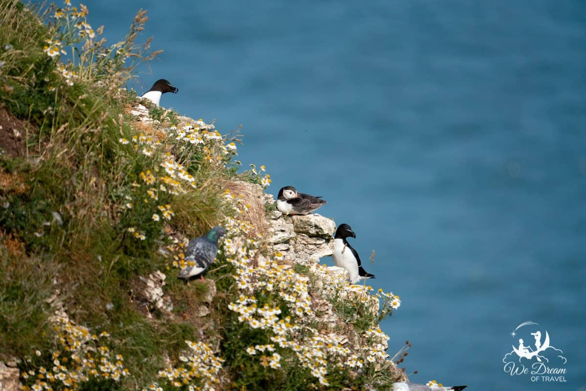 Puffins and other seabirds on a cliff at Bempton Yorkshire photographed at a focal length of 600mm