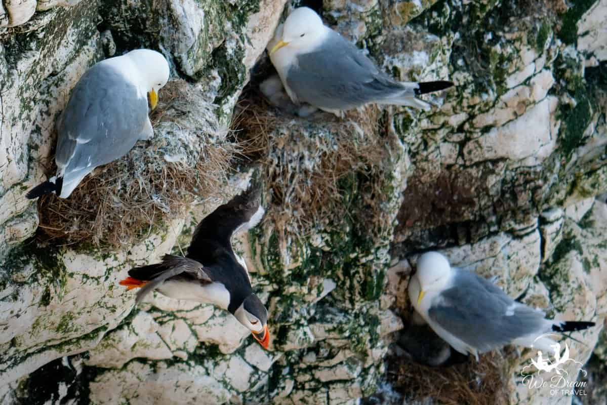 A puffin surrounded by three gulls and their chicks taking flight at RSPB Bempton Cliffs Yorkshire