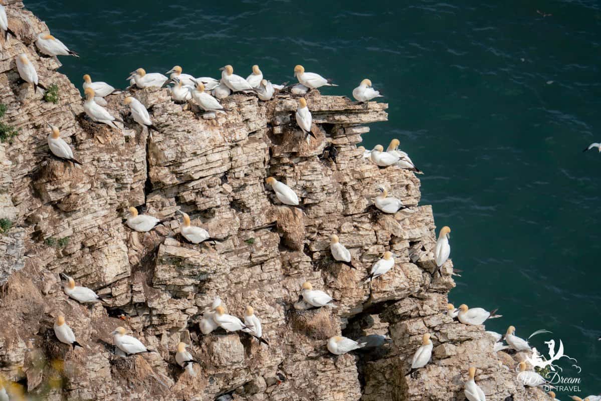 Two puffins amongst lots of gannets nesting on a cliff at RSPB Bempton Cliffs in Yorkshire UK