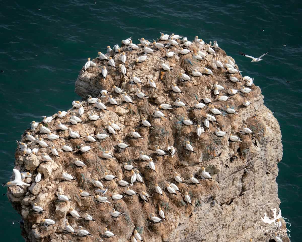 Gannets nesting at Bempton Cliffs.