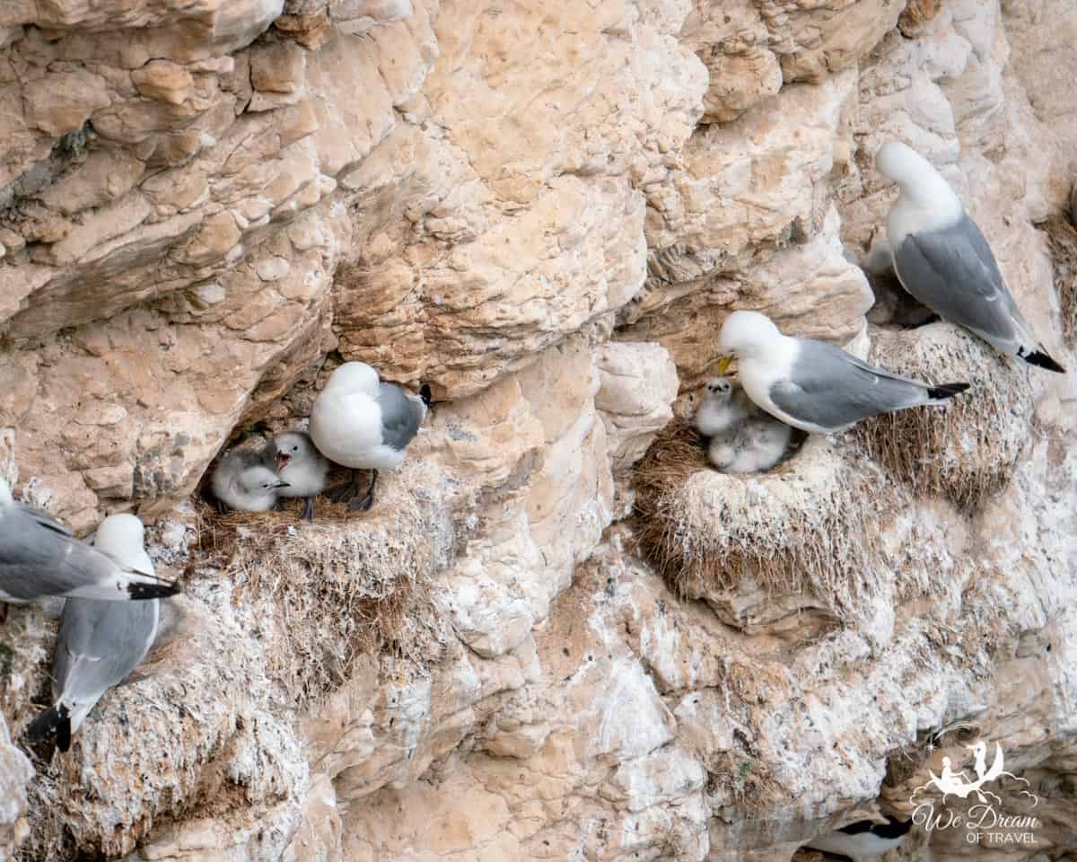 Kittiwakes and their chicks nesting on the cliffs in Yorkshire.