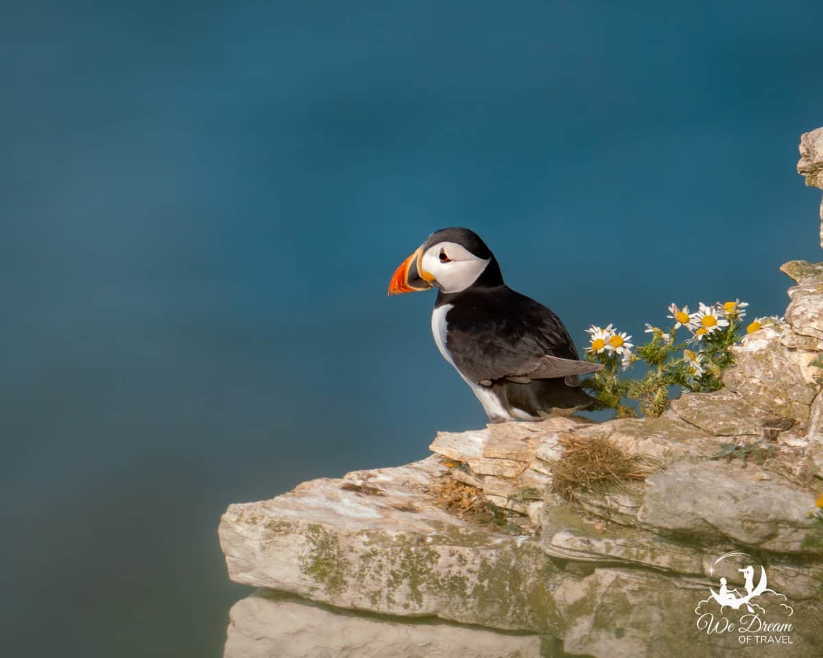An Atlantic puffin in Yorkshire sat on a cliff edge
