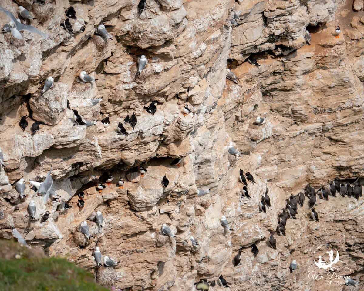 A cliff face at Flamborough Head in Yorkshire with 11 puffins alongside guillemots, razorbills and kittiwakes nesting.