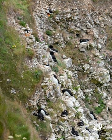 Puffins in Yorkshire at North Landing, Flamborough Head