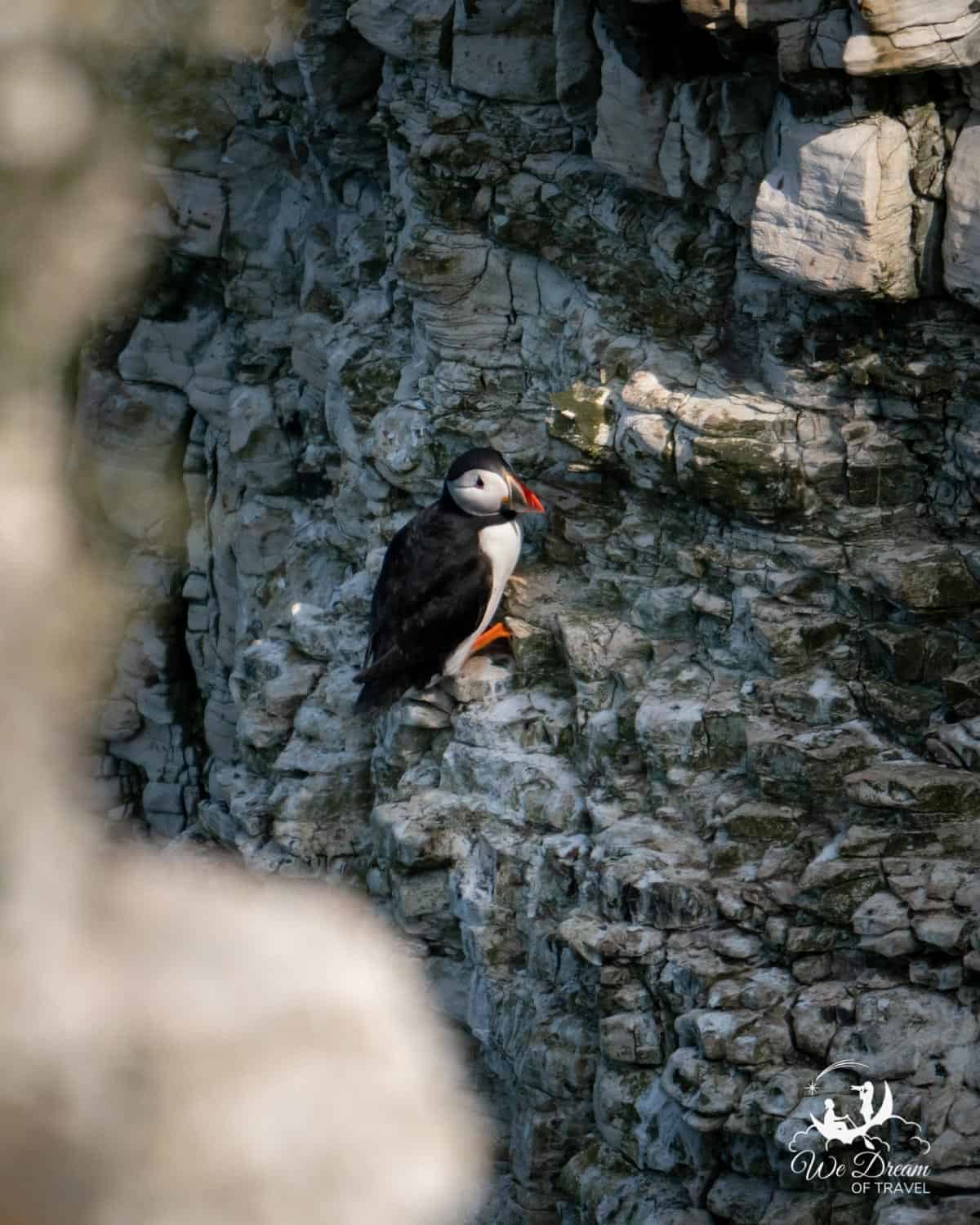 A puffin on the face of a sheer cliff at Bempton Cliffs in Yorkshire.