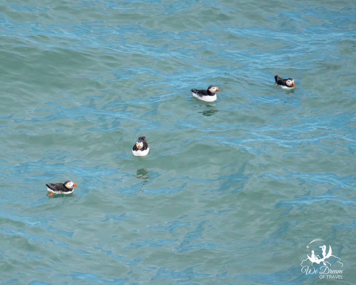 Four puffins bobbing in the North Sea off the coast of Yorkshire
