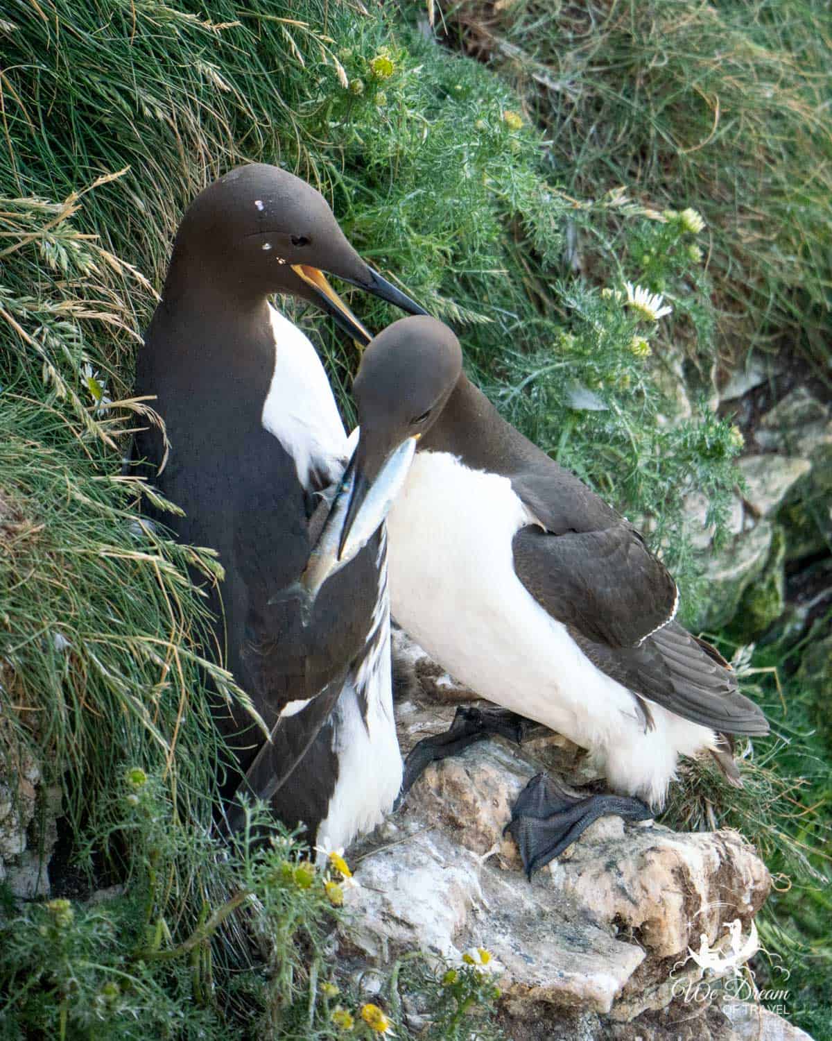 Two guillemots, one eating a fish, at RSPB Bempton Cliffs