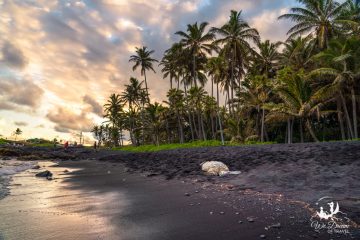 A turtle rests on the shore of one of the best beaches on Big Island at Punalu'u Black Sand Beach during a magical sunset.