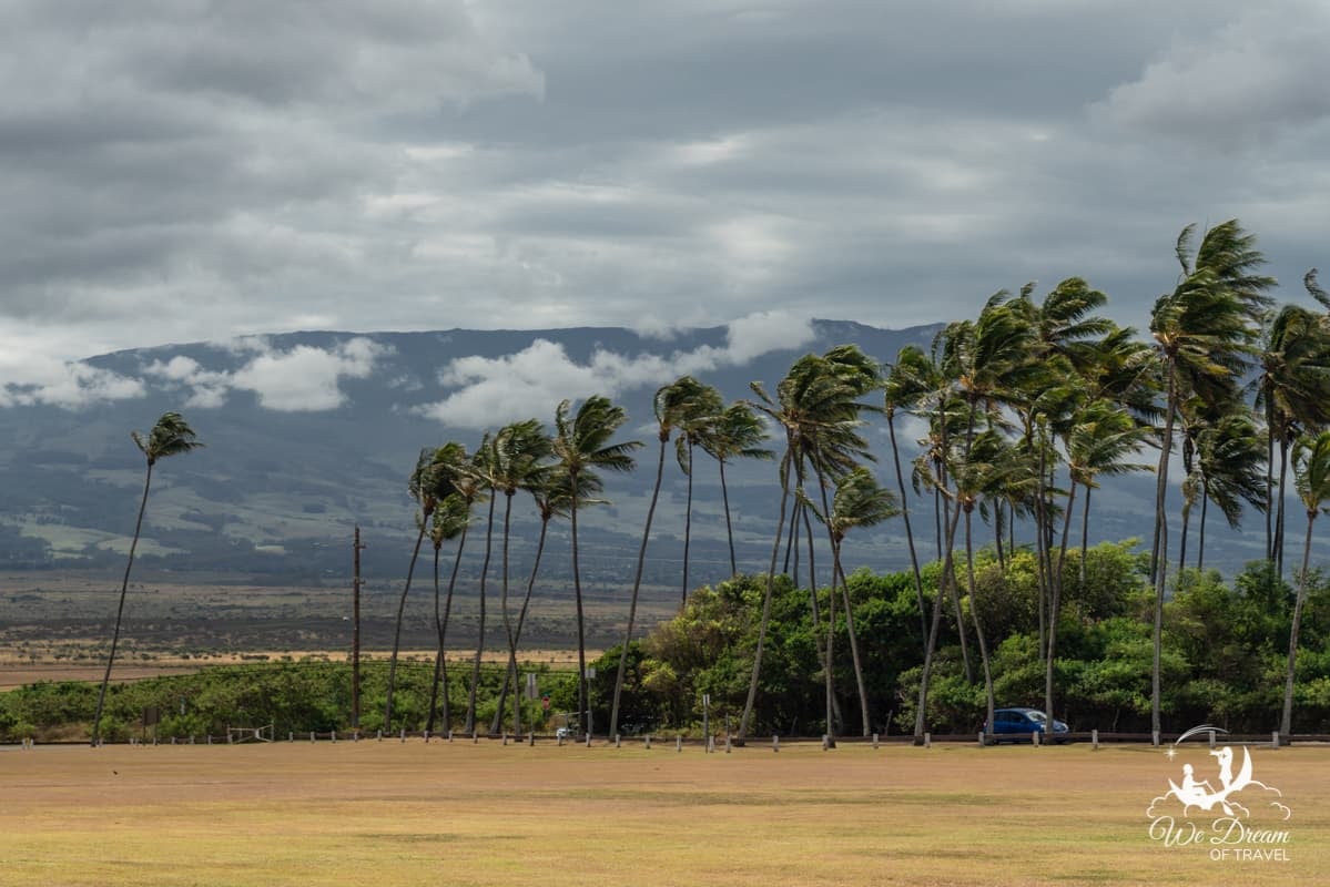 Palm trees blow in front of Haleakala at the entrance to Baldwin Beach Park.