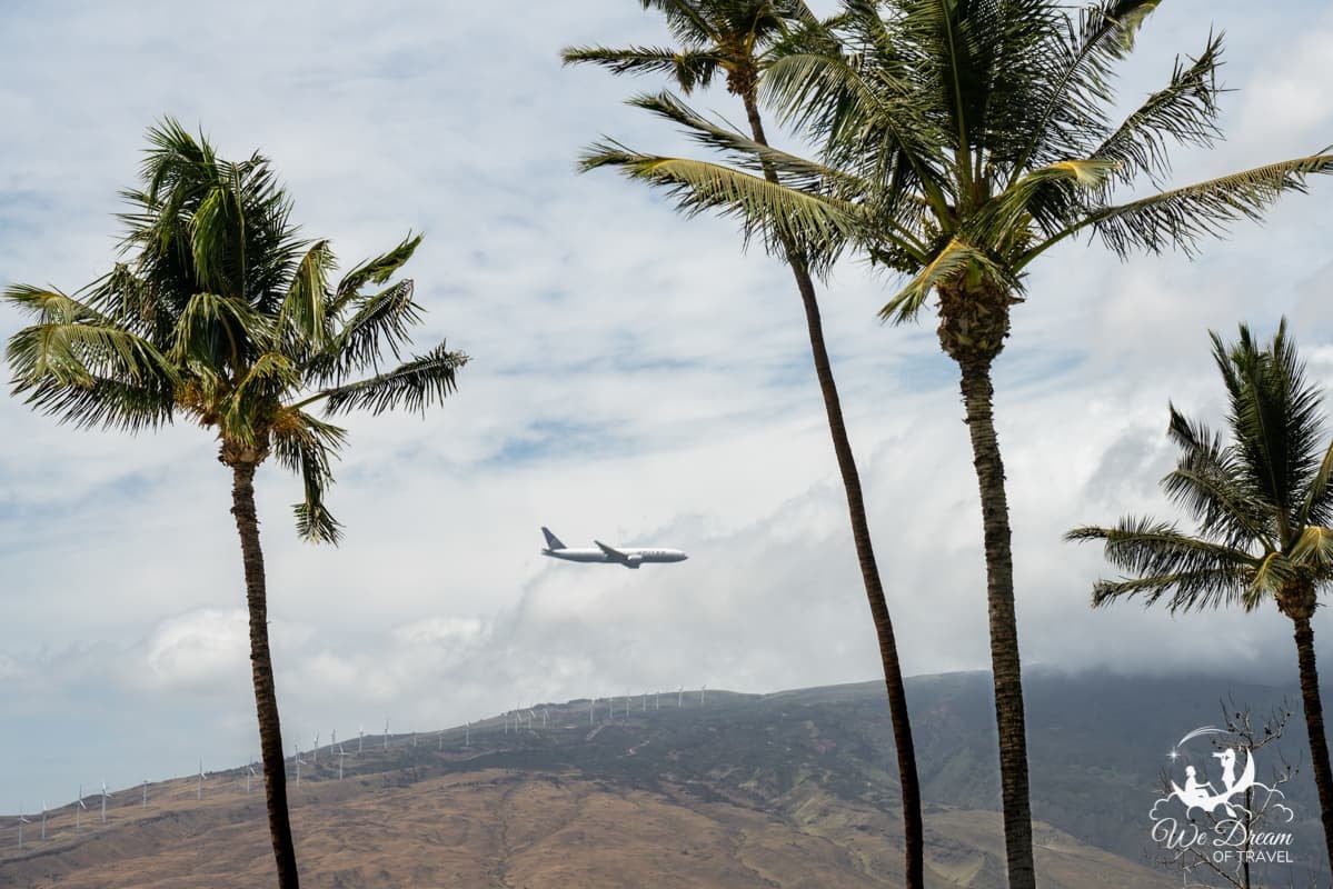 An airplane landing on Maui is photographed between palm trees.