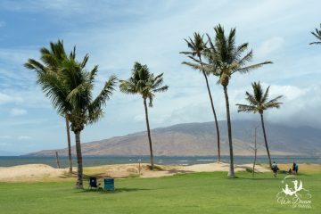 Palm trees sprout from the grassy knoll at Waipuilani Beach Park in Maui.