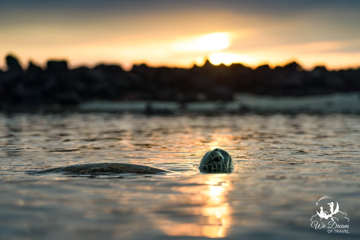 A water level photo of a sea turtle taking a breath with the sunset behind at from Alula Beach on Big Island.