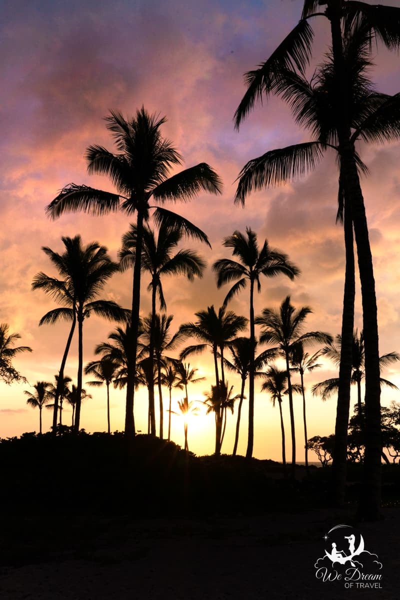 The sun sets behind a row of palm trees during our final day on the Big Island of Hawaii.