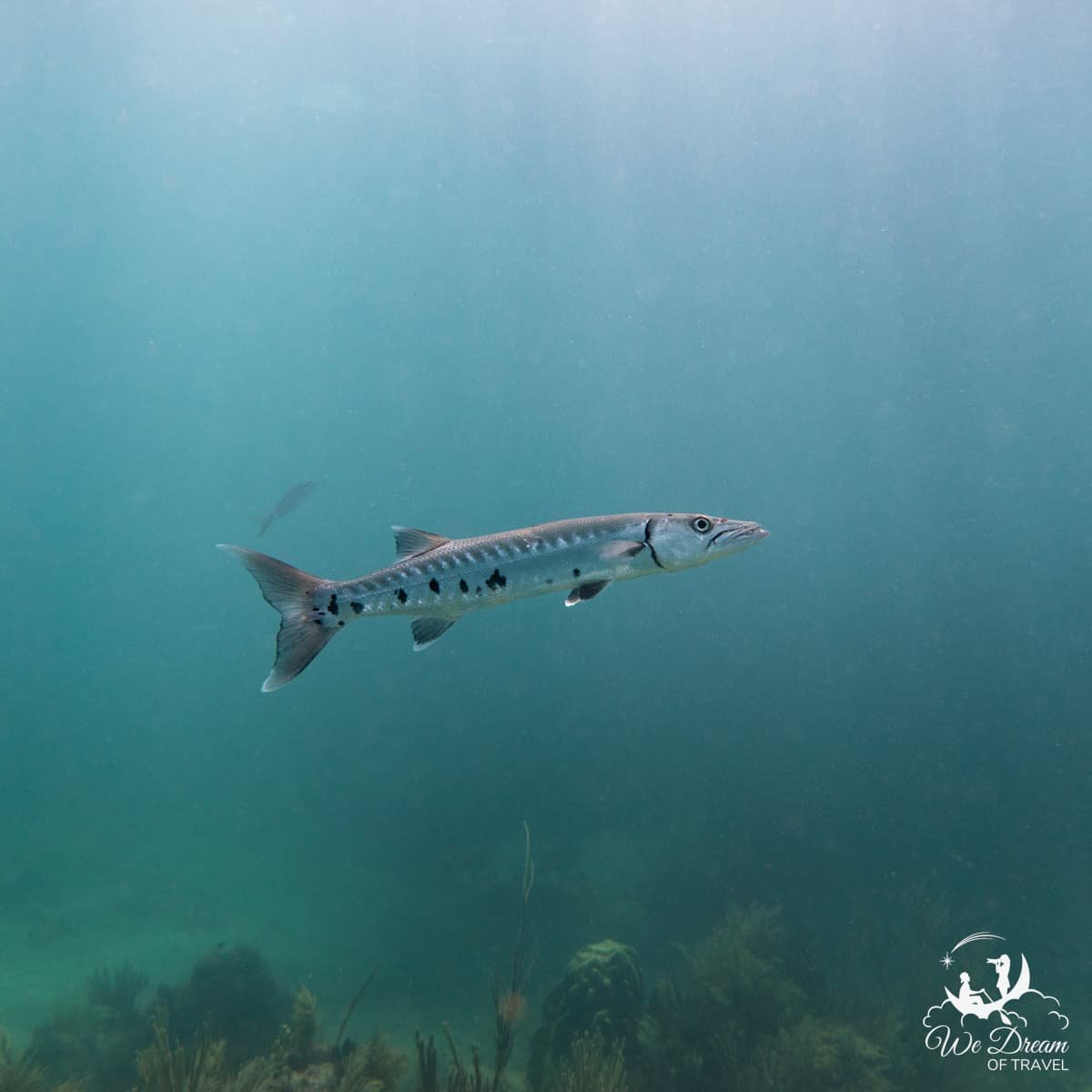 A large barracuda seen underwater off of Key Largo in the Florida Keys