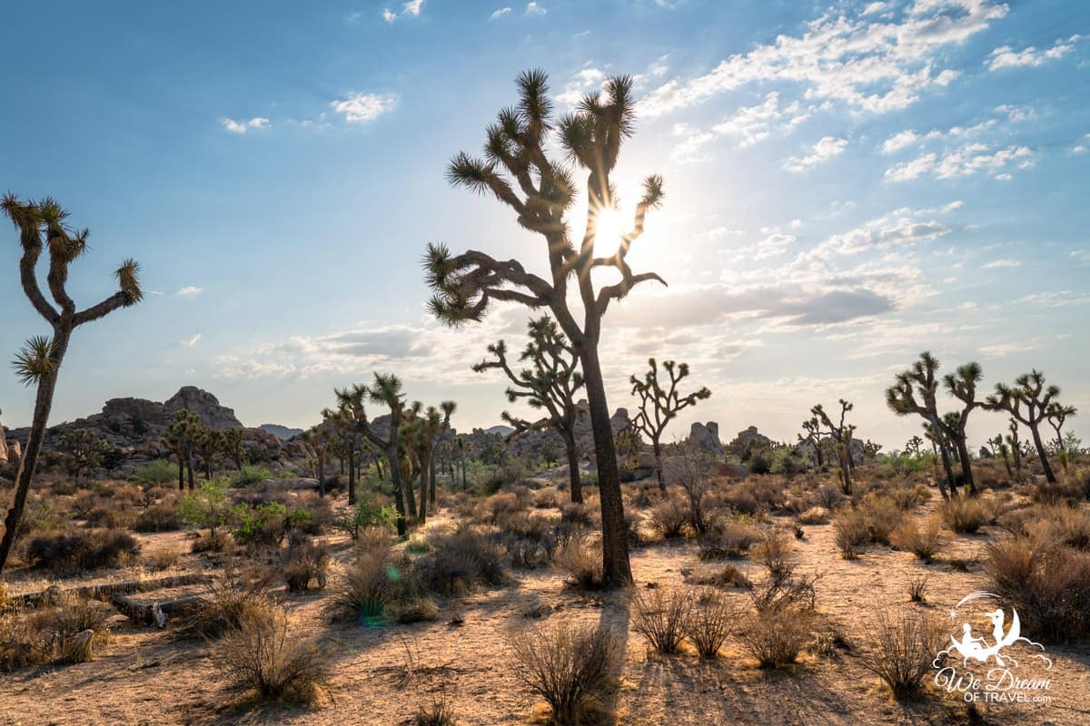 A sunstar behind a Joshua tree in the afternoon on a day trip to Joshua Tree National Park