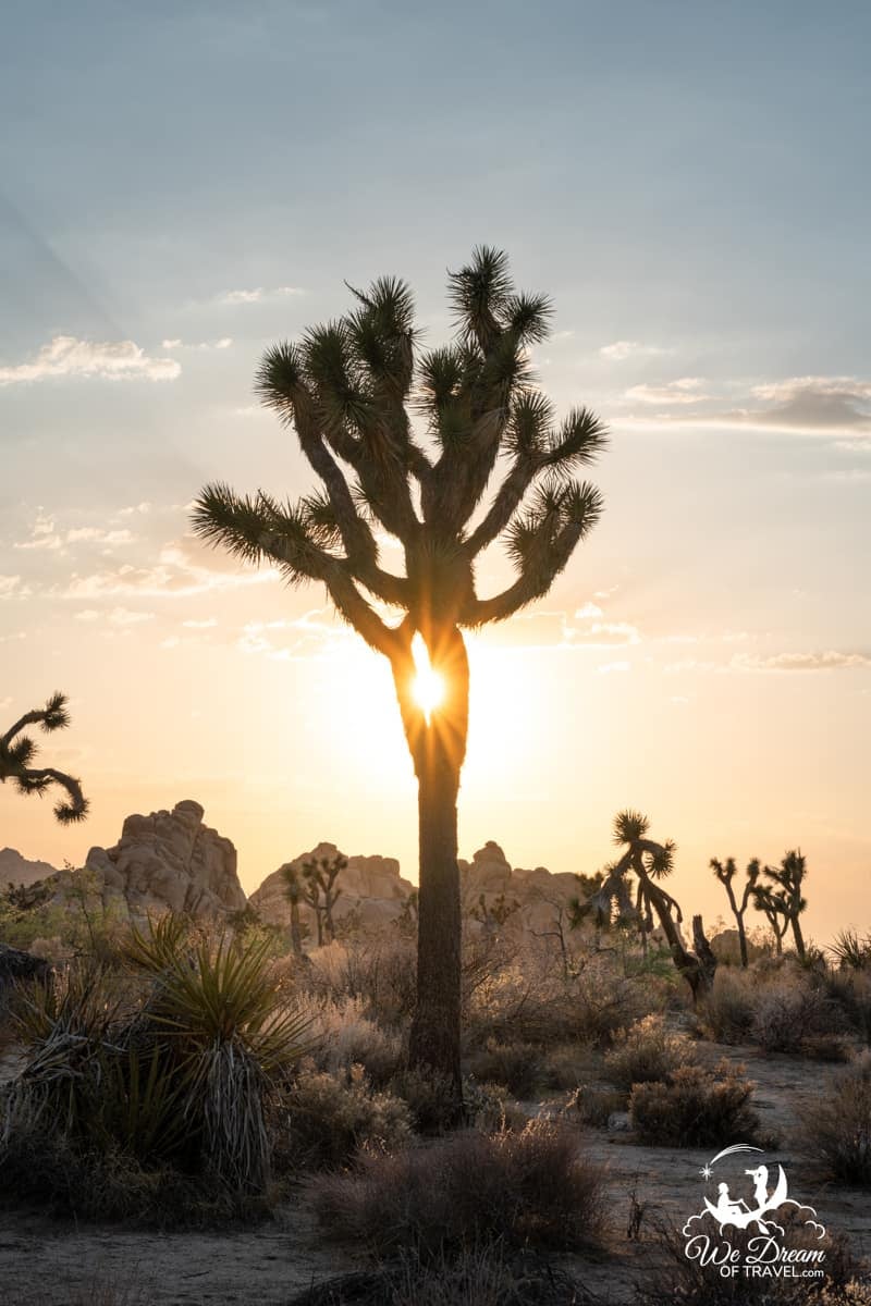 A sun star shines through a joshua tree on a one day visit to Joshua Tree National Park.