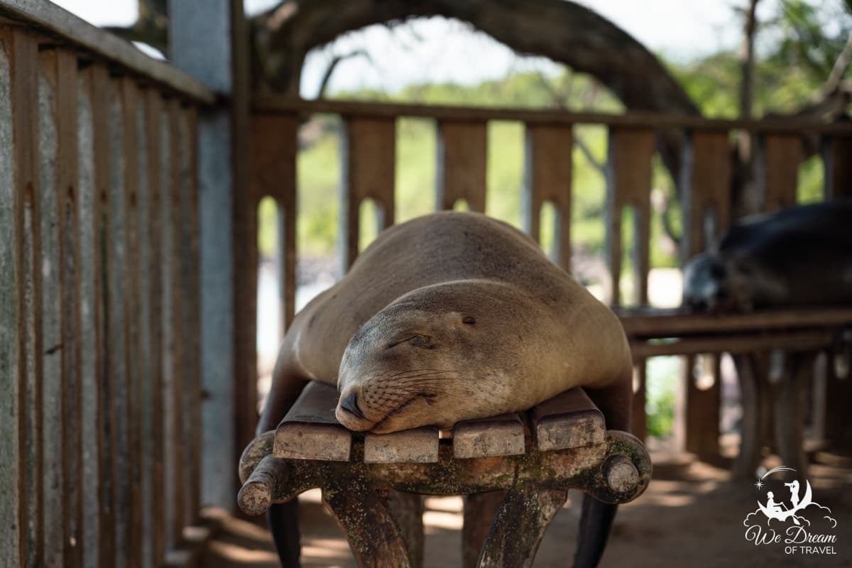 A sea lion sleeping on a bench by Playa Mann San Cristobal.