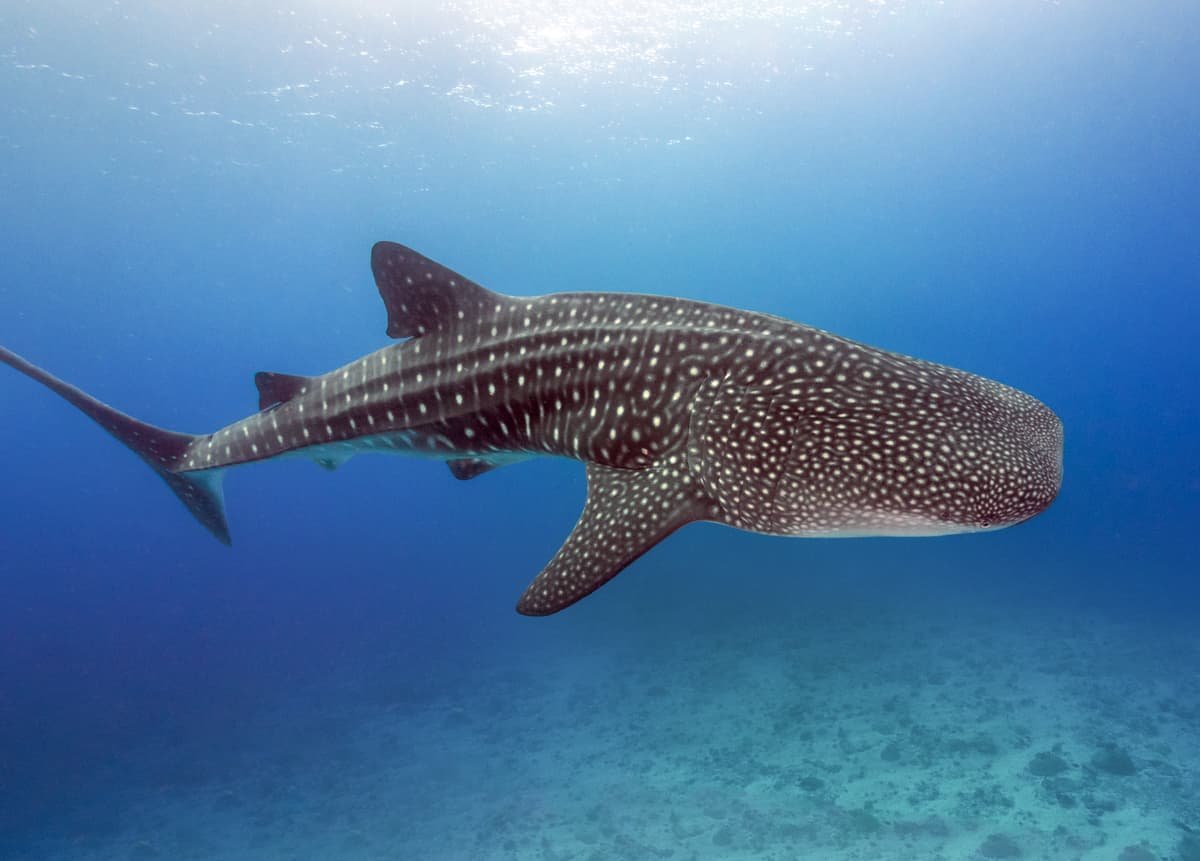 Underwater photo of a whale shark in crystal clear water in the Galapagos islands.
