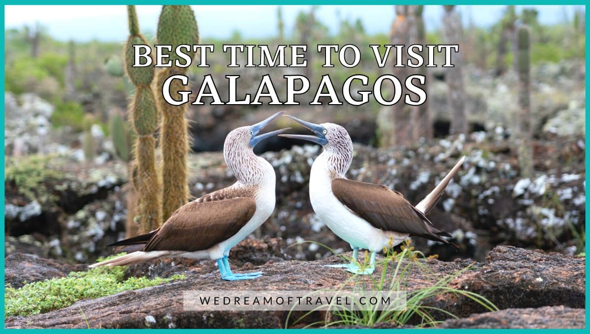 Best time visit to Galapagos islands blog post cover graphic. Text overlaying a pair of courting blue-footed boobies with their beaks wide open on Isabela island.