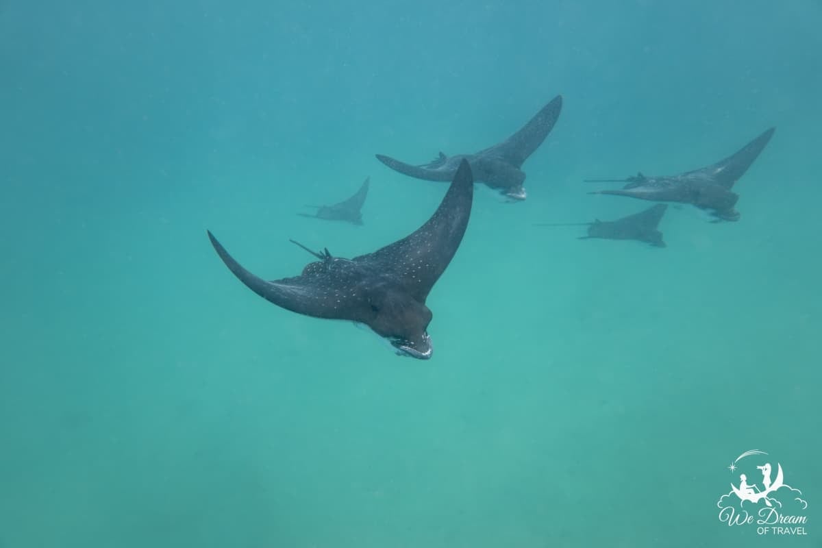 A group of 5 eagle rays is seen swimming in harmony at Concha De Perla on Isabela island in the Galapagos in this underwater photo.