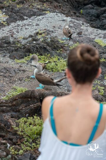 An over-the-shoulder view of blogger Sophie Marland watching a pair of blue footed boobies on a Los Tuneles tour in the Galapagos islands.