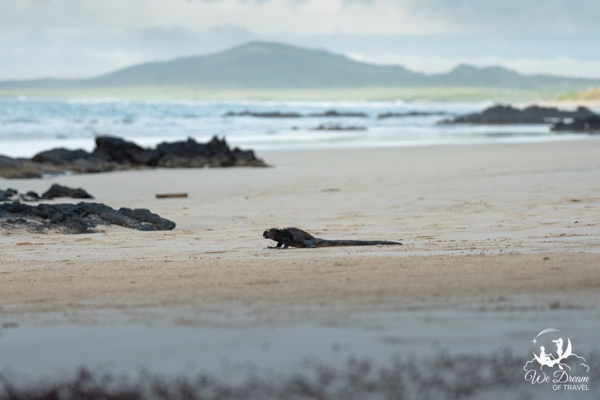 A wide angle photograph of a Galapagos marine iguana on Isabela Beach with a volcanic backdrop.