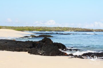 A photo of the quiet Playa Las Bachas beach on Santa Cruz island.