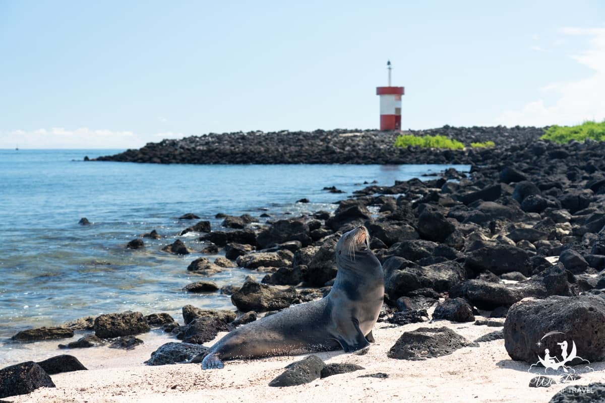 A sea lion posed amongst lava rock with a red and white striped lighthouse in the background at Playa Punta Carola on San Cristobal Island Galapagos.