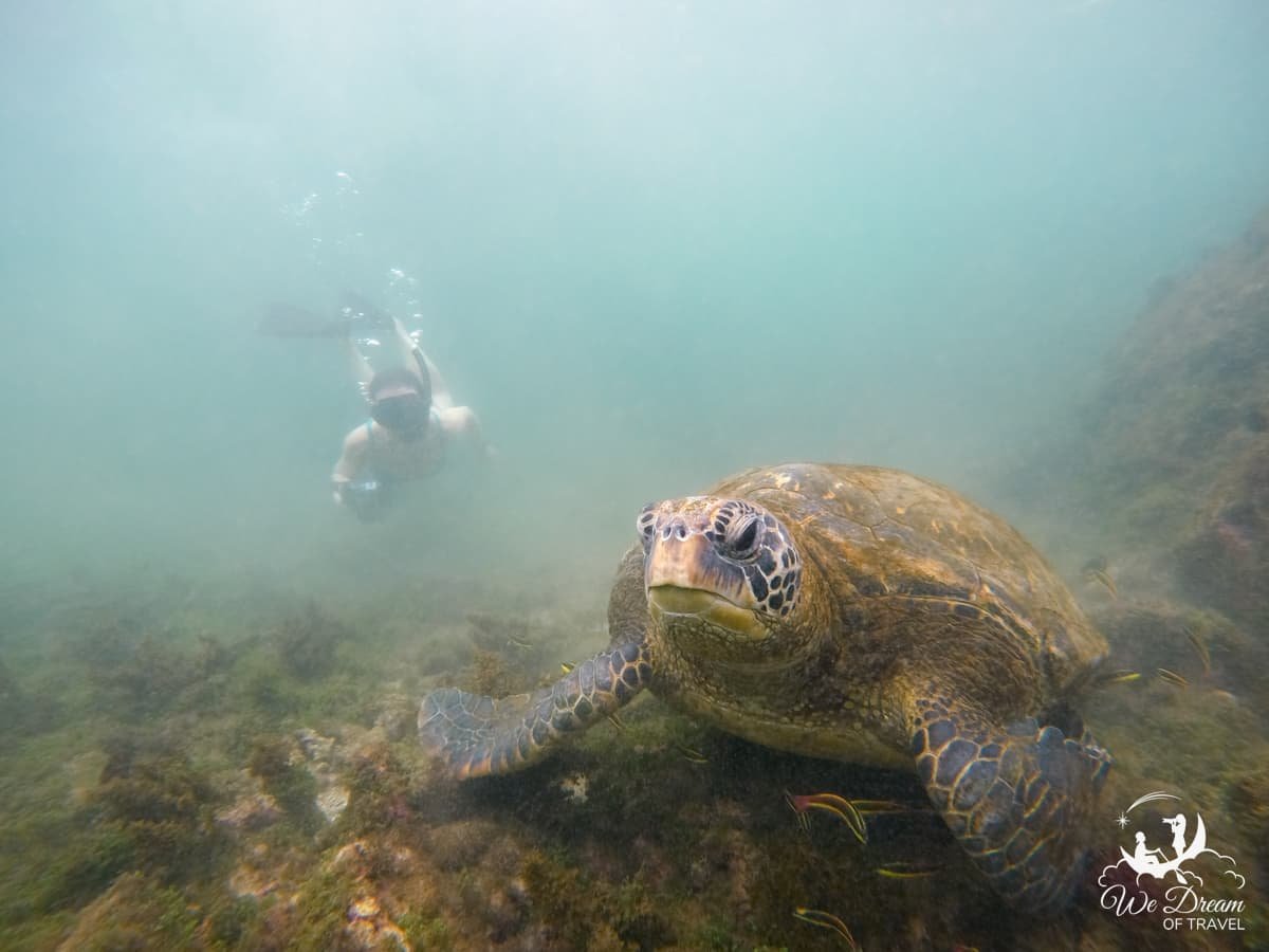 Underwater photo of a Galapagos green sea turtle staring right into the camera while a female snorkeler swims up towards it from the back.