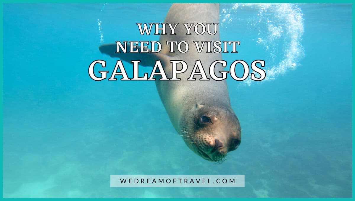 Why You Need to Visit Galapagos Islands blog cover graphic.  Text overlaying an underwater photo of a sea lion swimming towards the camera in the Galapagos.